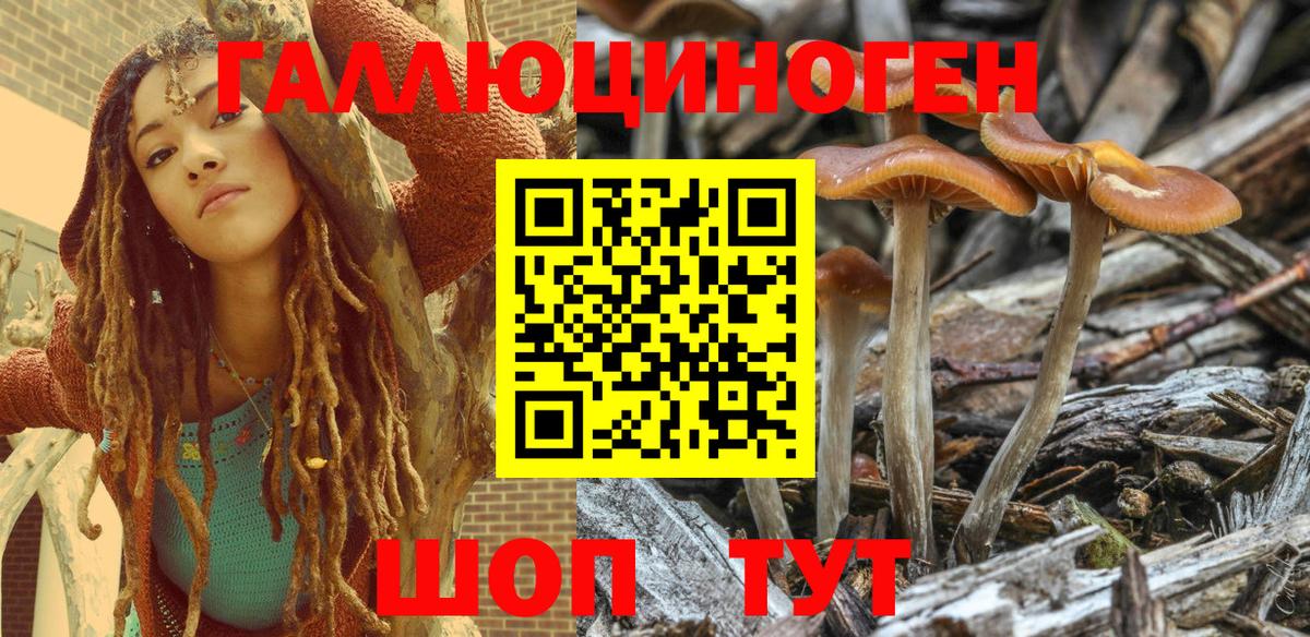 Псилоцибиновые грибы Psilocybe Усть-Джегута